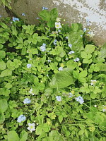 Myosotis des bois - Myosotis sylvatica (ph. Mrugala F., Lens, mai 2024)(1)